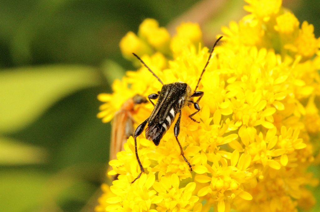 Stenopterus ater, femmina (Cerambycidae)
